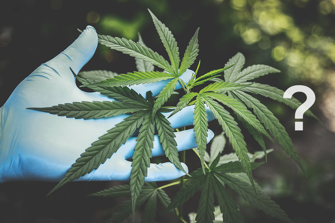 What should I know about medical cannabis?